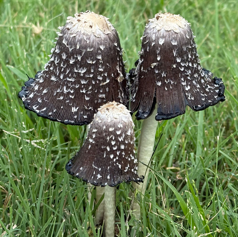 Photo: Three magpie inkcap mushrooms