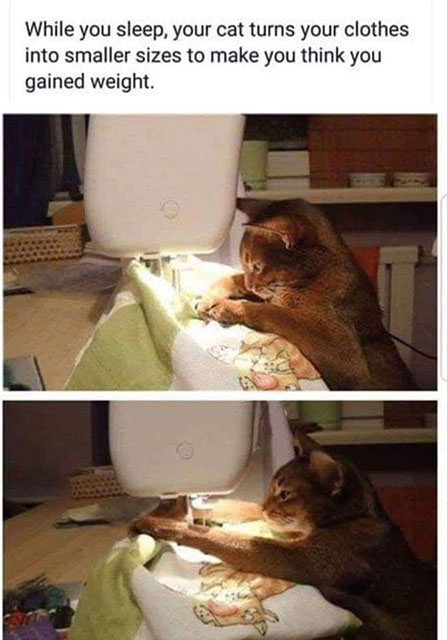 Meme: Cat sewing clothes