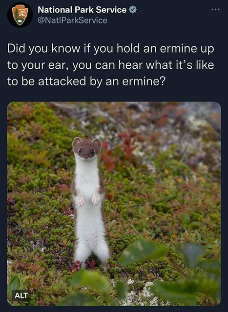 Meme: Ermine attack