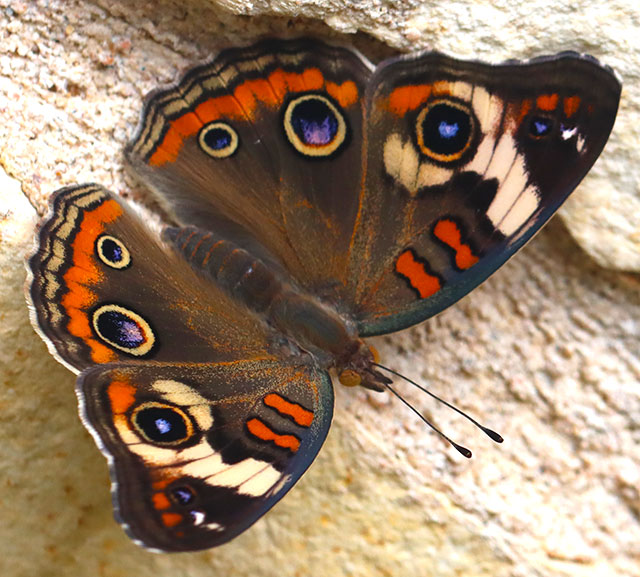 Photo: Buckeye butterfly (Junonia coenia)
