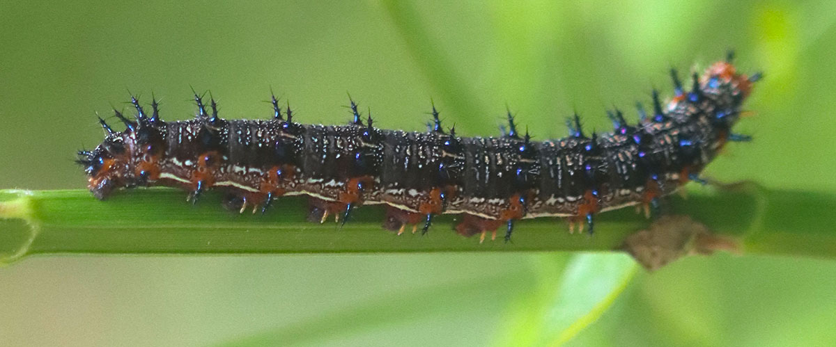 Photo: Buckeye butterfly caterpillar (Junonia coenia)
