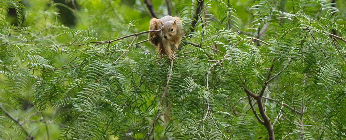 Photo: Squirrel crouched on the limb of a mesquite tree