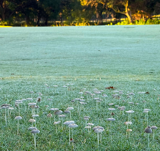 Photos: a large group of pleated inkcap mushrooms growing on a golf course
