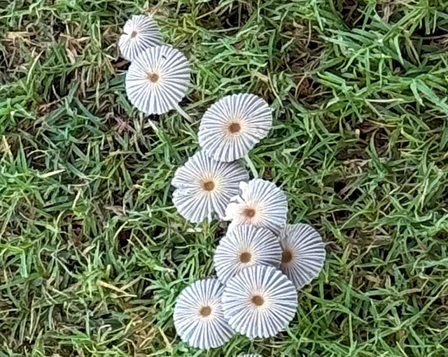Photo: A small group of leated ink cap mushrooms viewed from above