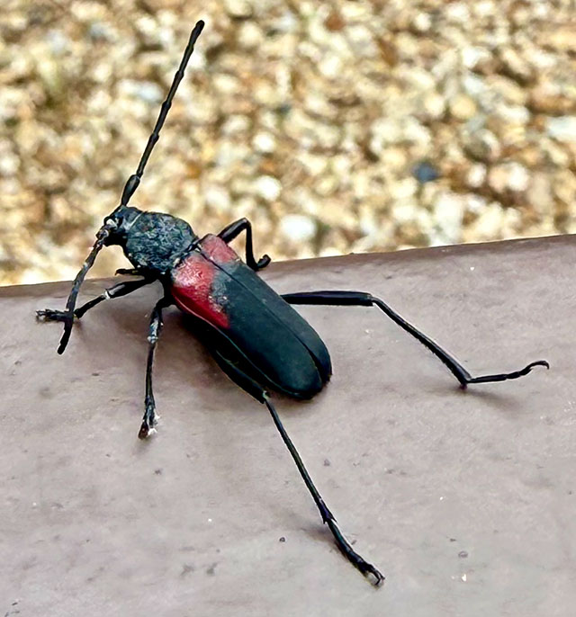 Photo: Red shouldered longhorn beetle, Horseshoe Bay, Texas