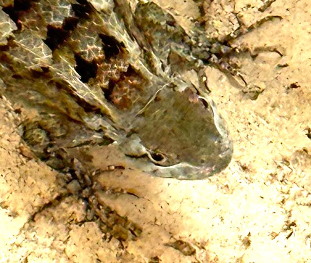 Photo: Closeup of Texas spiny lizard's head
