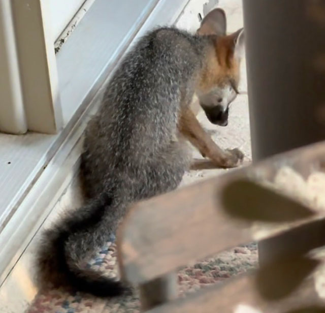 Photo: Gray fox kit
