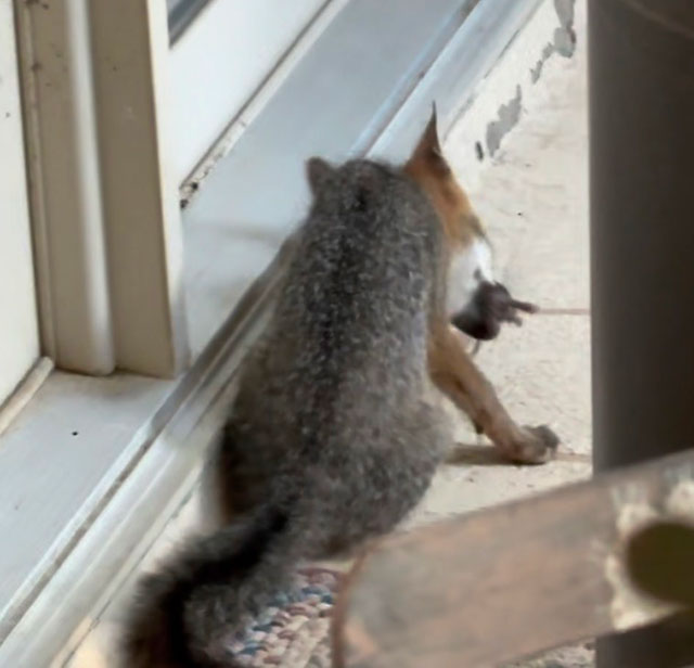 Photo: Young gray fox eating a mouse