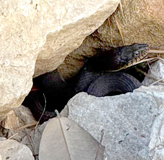 Photo: Plain-bellied water snake (Texas)