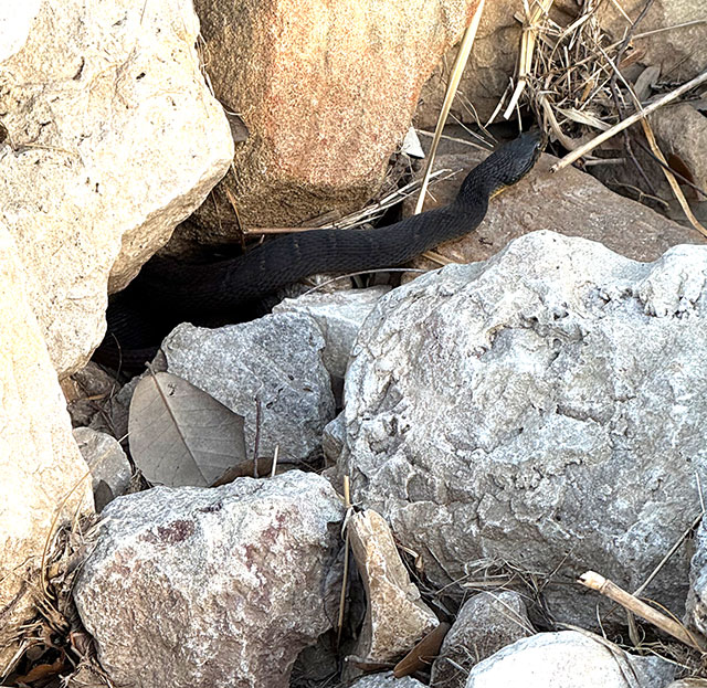 Photo: Plain-bellied water snake (Texas)