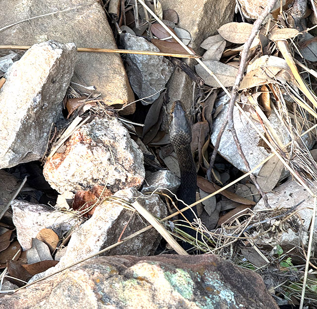 Photo: Plain-bellied water snake (Texas)