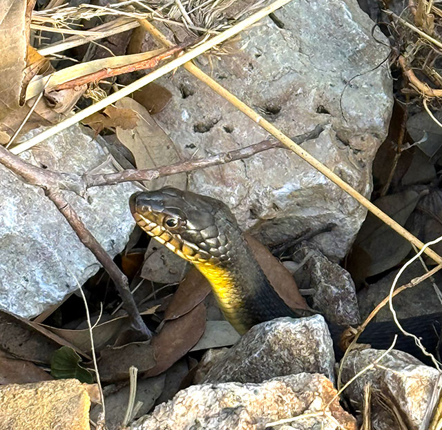 Photo: Plain-bellied water snake (Texas)
