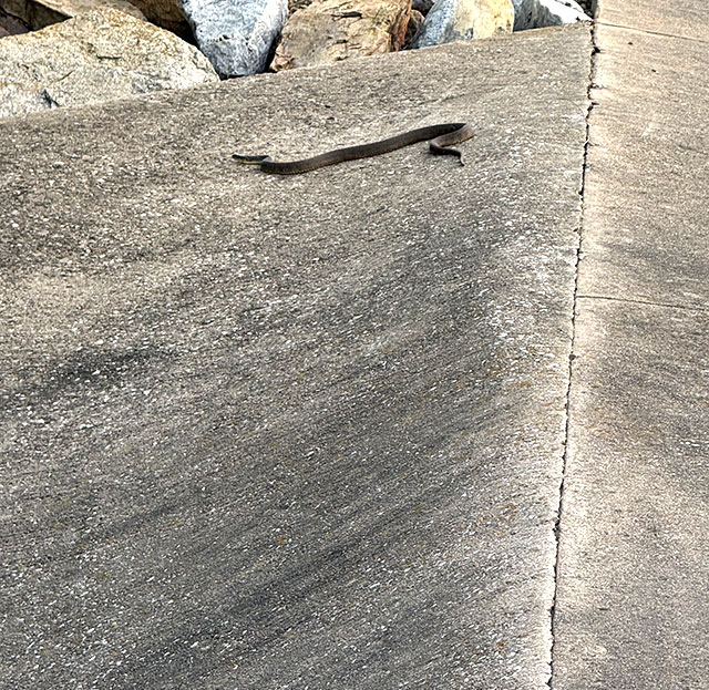 Photo: Plain-bellied water snake (Texas)