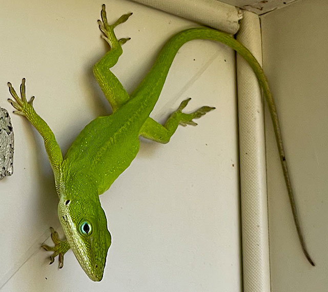 Photo: Green anole
