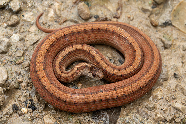Photo: DeKay's Brown Snake - By Benjamin Genter - https://www.flickr.com/photos/bengenter/53829508338/, CC0, https://commons.wikimedia.org/w/index.php?curid=180659373