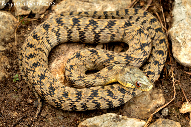 Photo: Diamondback watersnake - By Benjamin Genter