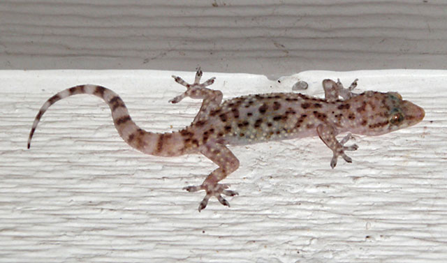 Photo: Mediterranean house gecko