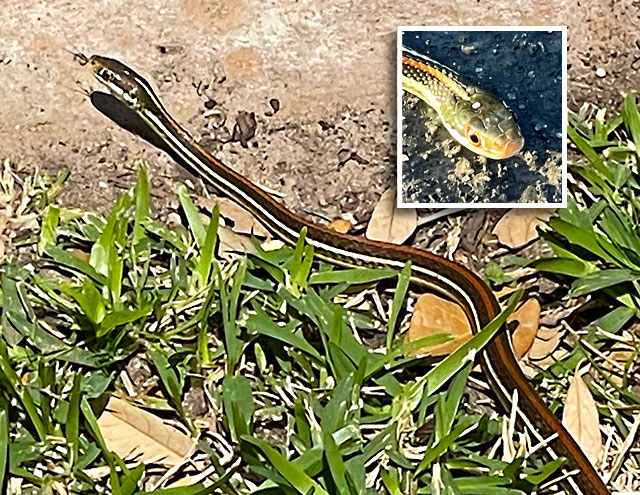Photo: Western ribbonsnake