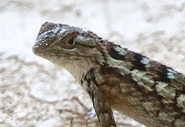 B&W photo - closeup of a female Texas spiny lizard's head and upper body