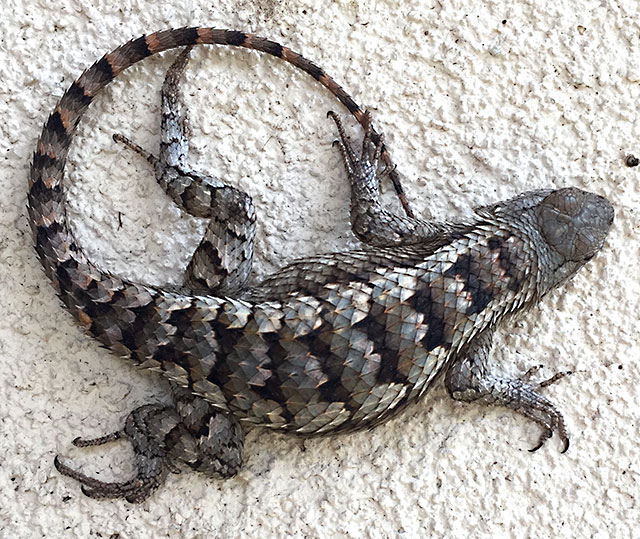 Photo: Texas spiny lizard