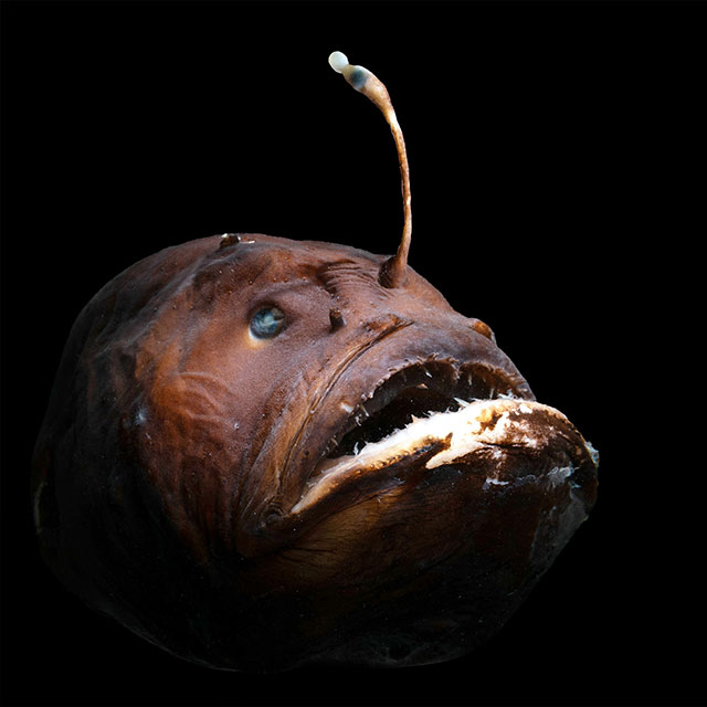 Photo: Angler fish