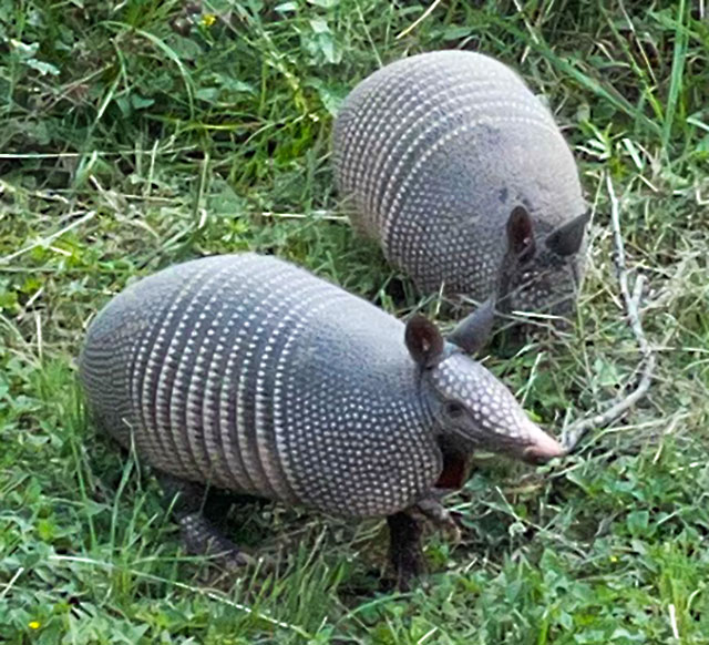 Photo: Two juvenile Mexican long-nosed armadillos