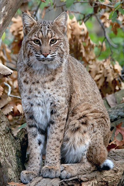 Photo: Bobcat