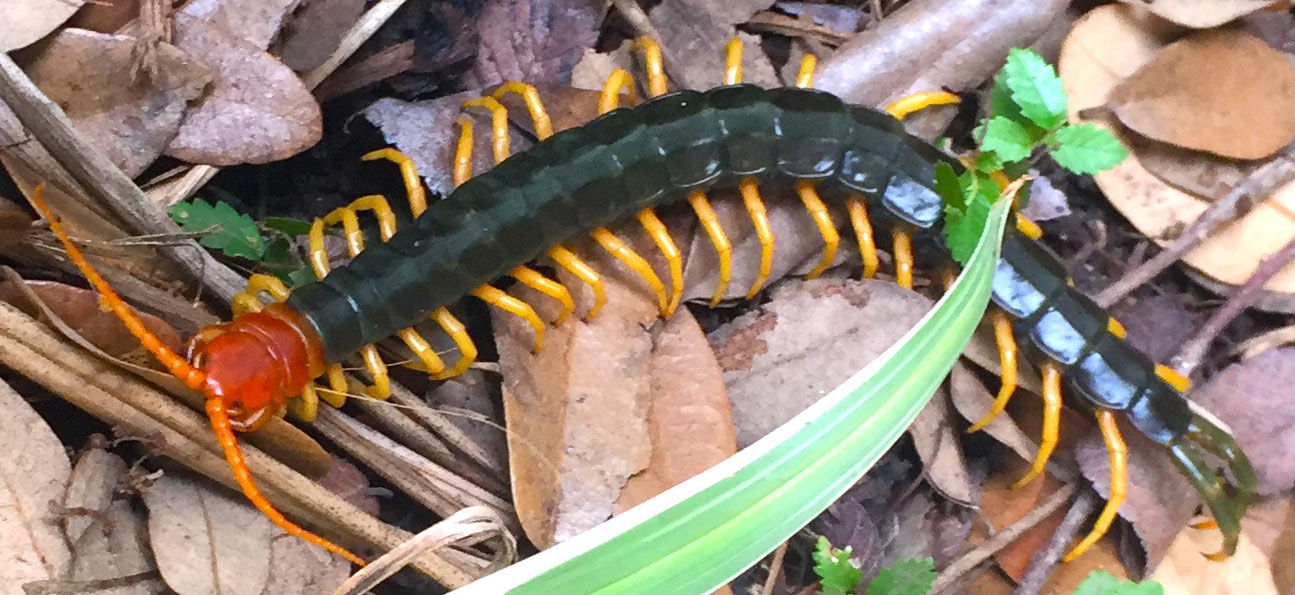 Photo: Texas redheaded centipede