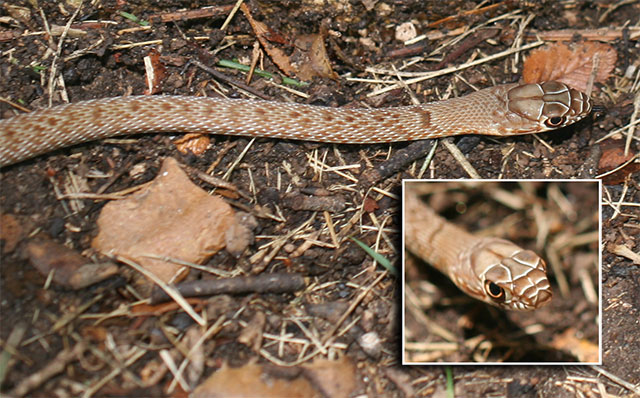 Photo: Western coachwhip
