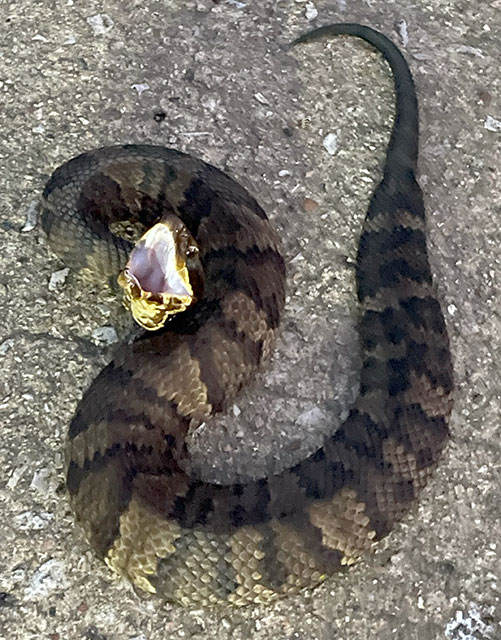 Photo: Northern cottonmouth