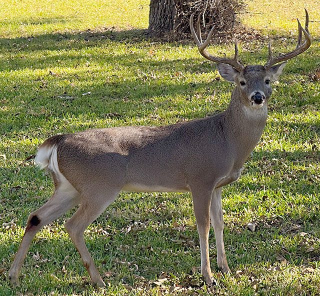 Photo: Male white-tailed deer
