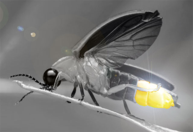 Photo: Firefly beetle