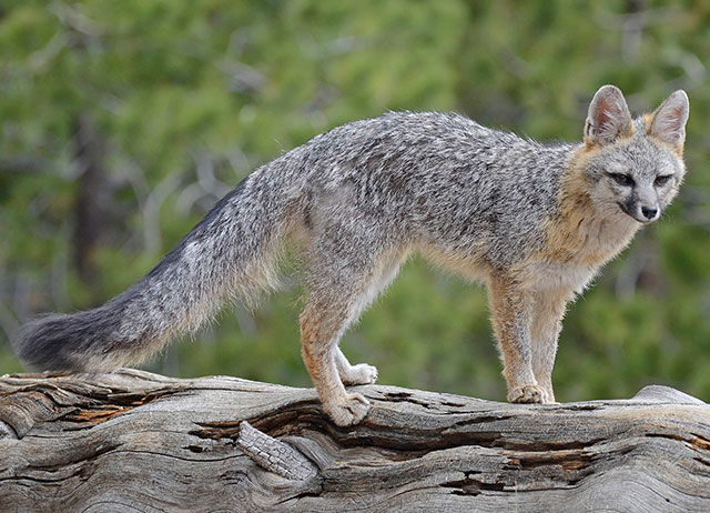 Photo: Gray fox