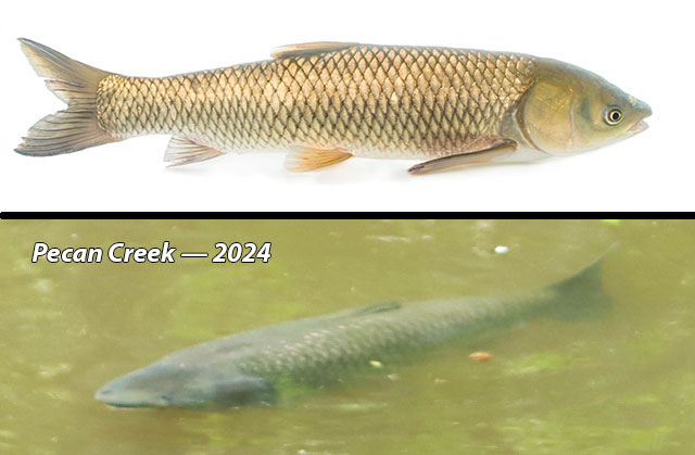 Photos: Grass carp