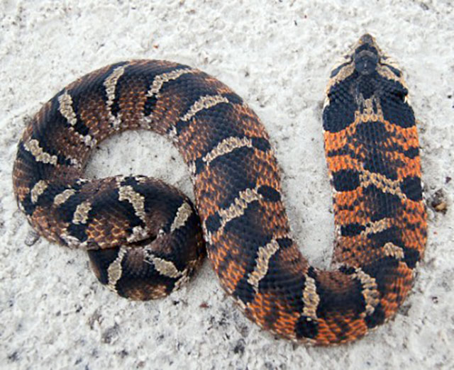Photo: Eastern hognose snake