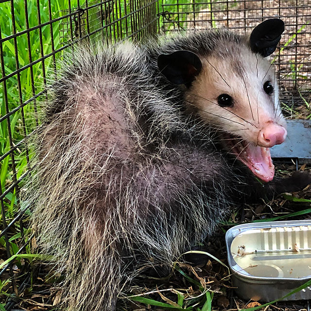 Photo: Virginia opossum in a trap