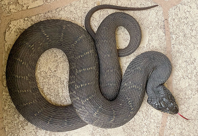 Photo: Plain-bellied water snake