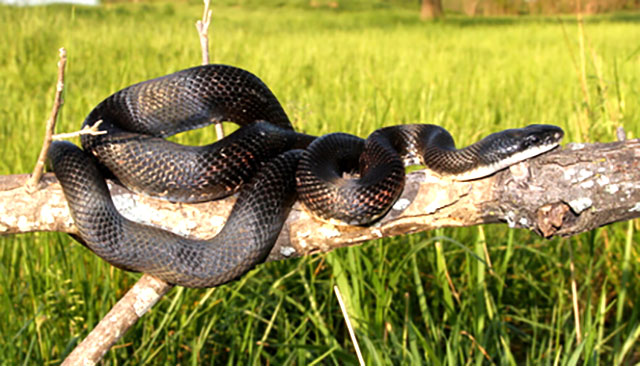 Photo: Western rat snake