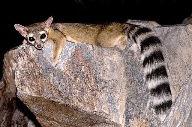Photo: Ringtail