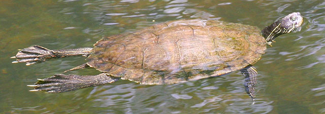 Photo: Texas river cooter