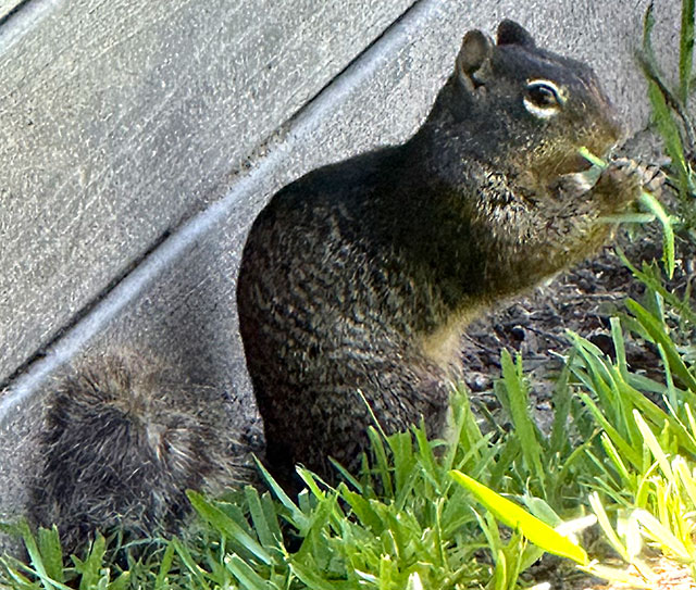Photo: Rock squirrel