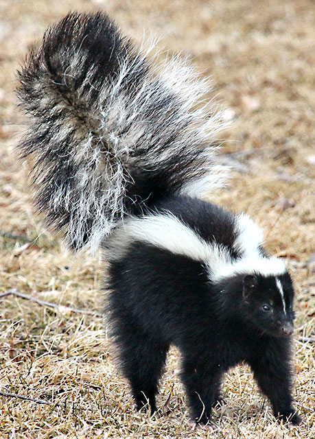 Photo: Striped skunk