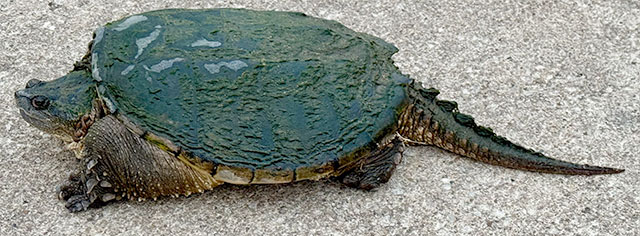 Photo: Common snapping turtle