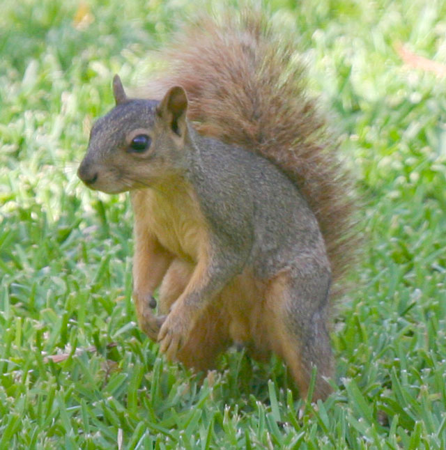 Photo: Fox squirrel