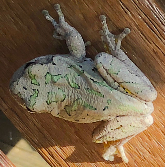Photo: Cope's gray treefrog