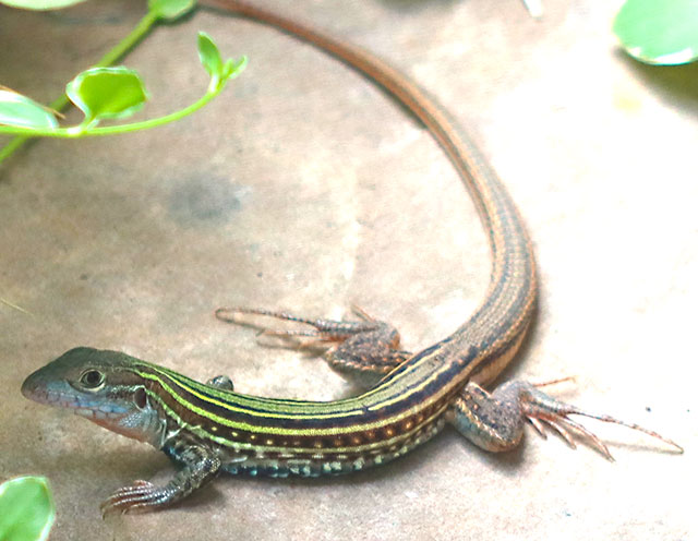 Photo: Texas spotted whiptail