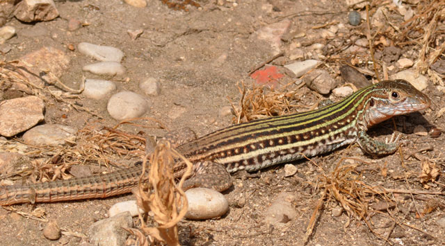 Photo: Texas spotted whiptail