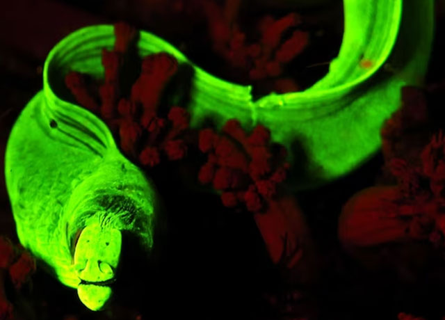 Photo: Moray eel displaying biofluorescence (glowing green)