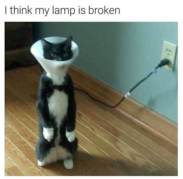 Meme: Broken cat lamp