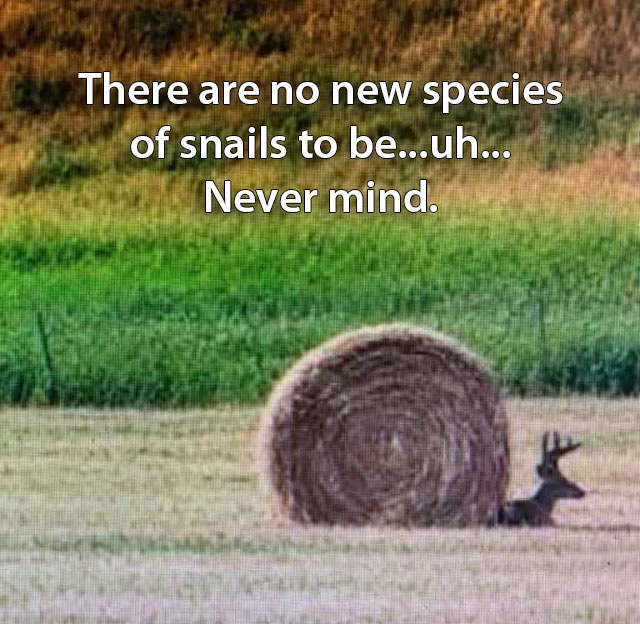 Meme: Deer next to a round hay bale
